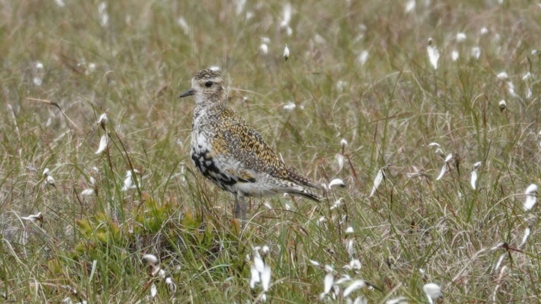 A golden plover stood amongst cotton grass and other grasses